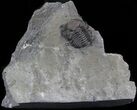Small Eldredgeops Trilobite In Matrix - New York #40693-1